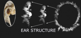 ear structure