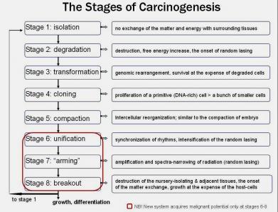 stages of carcinogenesis